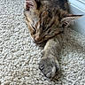 Cosita joined the competition — help win amazing prizes! kitten, cat, sleeping, paw, carpet, indoor, feline, fur, cute, pet, resting, cozy, whiskers, closeup, animal, tabby, soft, relaxation, home, wall