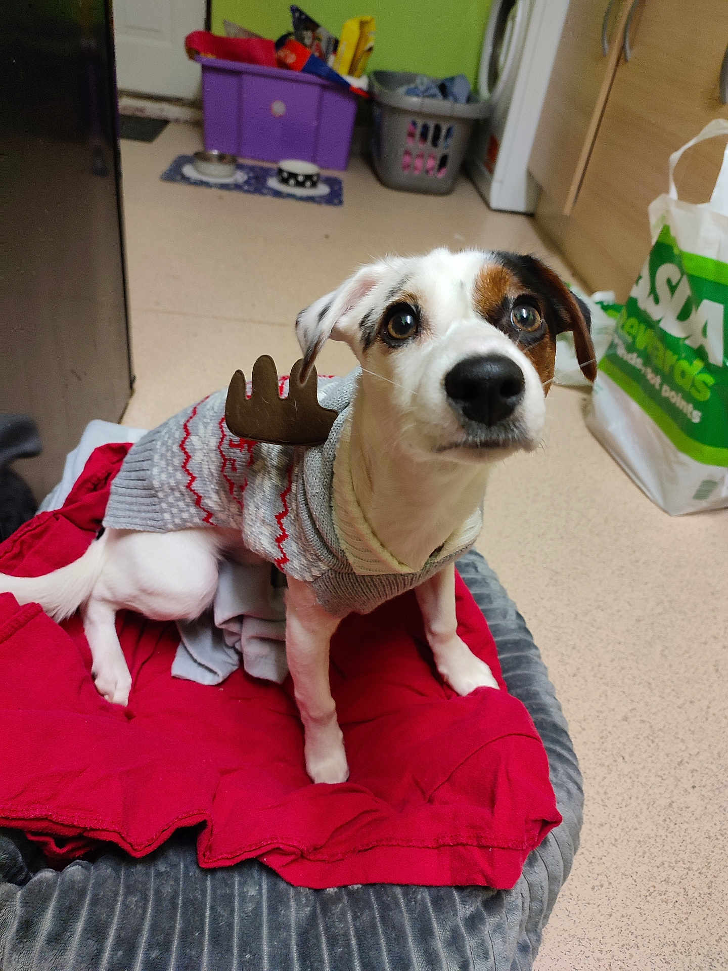 Stanley is registered to the contest to win money with this photo: dog, pet, sweater, antlers, blanket, bed, kitchen, floor, curious, small_dog, white_dog, brown_spot, indoors, pet_bowl, laundry_basket, plastic_bag, red, gray, cozy, cute