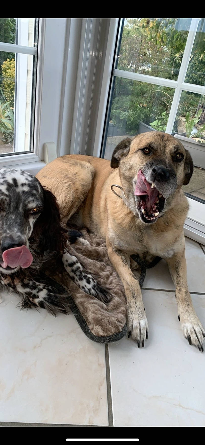 Alma a rejoint le concours — aidez-le/la à gagner de superbes lots ! canidae, carnivore, collar, companion_dog, curtain, dog, dog_breed, dog_collar, fawn, fur, guard_dog, liver, plant, snout, sporting_group, terrestrial_animal, treeing_tennessee_brindle, window, working_animal, working_dog