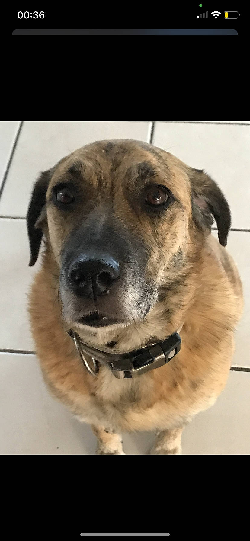 Alma a rejoint le concours — aidez-le/la à gagner de superbes lots ! ancient_dog_breeds, carnivore, collar, companion_dog, dog, dog_breed, dog_collar, eye, fawn, fur, giant_dog_breed, guard_dog, pet_supply, plott_hound, snout, sporting_group, terrestrial_animal, whiskers, working_animal, working_dog