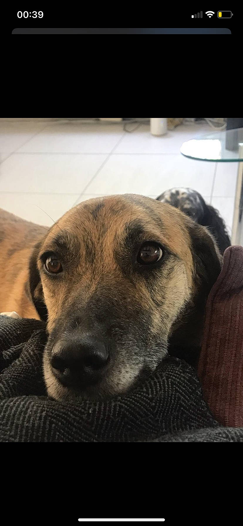 Alma participe au concours pour gagner de l'argent avec cette photo : canidae, carnivore, companion_dog, dog, dog_breed, ear, eye, fawn, fur, guard_dog, jaw, metal, nap, selfie, snout, sporting_group, square, terrestrial_animal, whiskers, working_animal