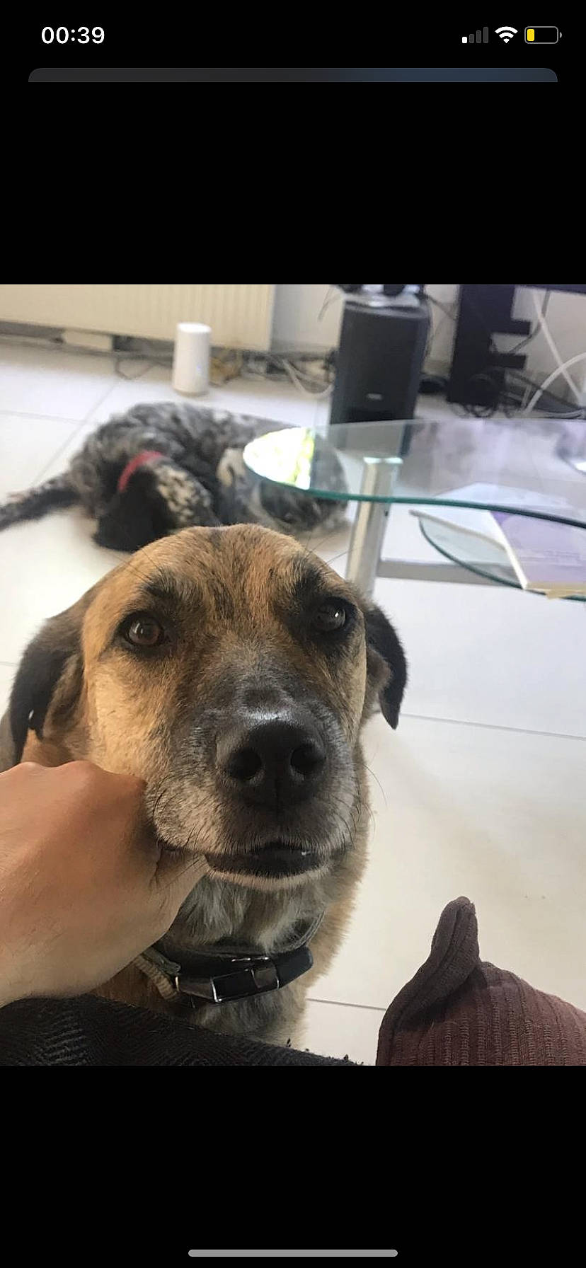 Alma participe au concours pour gagner de l'argent avec cette photo : carnivore, collar, companion_dog, dog, dog_breed, fawn, fur, german_shepherd_dog, giant_dog_breed, guard_dog, non_sporting_group, paw, puppy, snout, sporting_group, whiskers, working_animal, working_dog