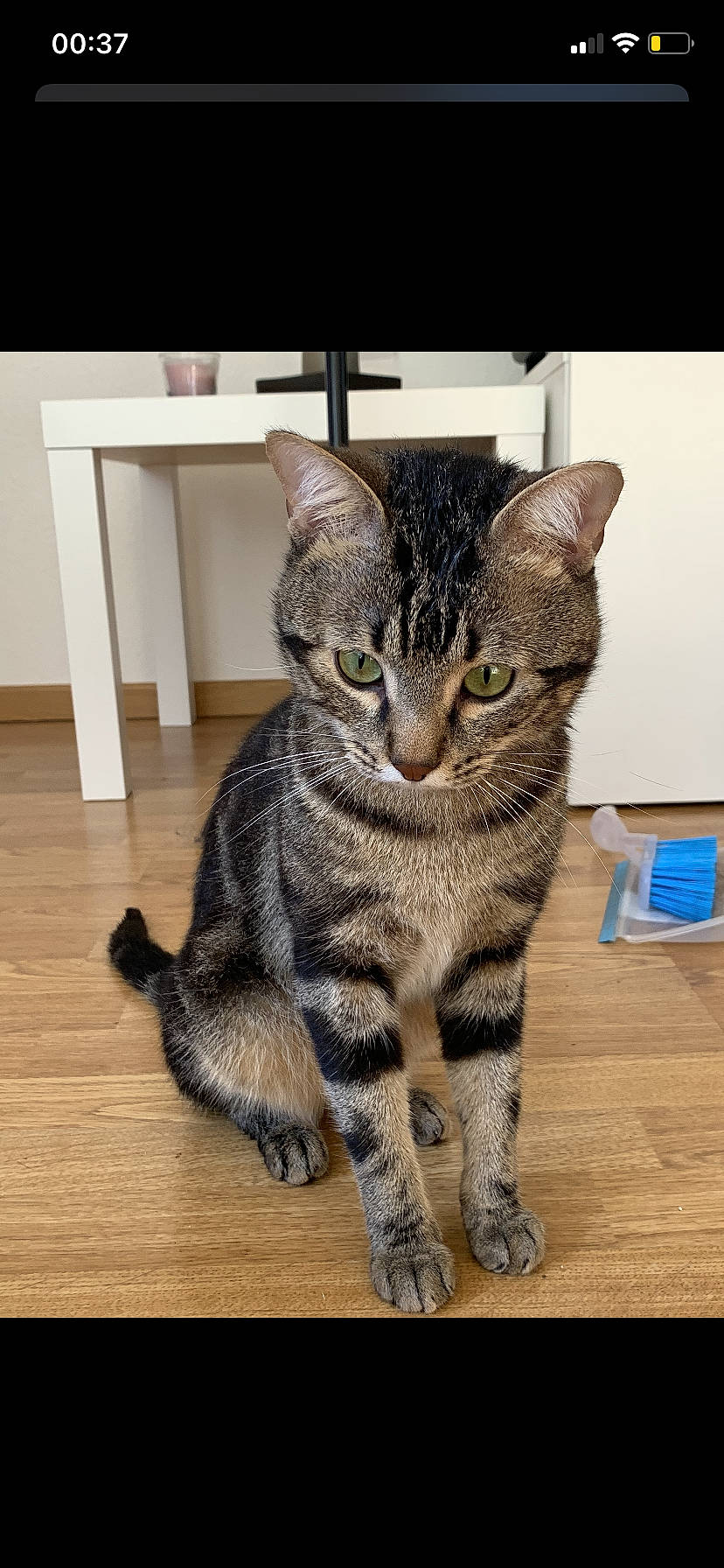 Napoléon a rejoint le concours — aidez-le/la à gagner de superbes lots ! carnivore, cat, domestic_short_haired_cat, felidae, flooring, fur, hardwood, laminate_flooring, paw, plank, rectangle, small_to_medium_sized_cats, snout, tail, terrestrial_animal, varnish, whiskers, wood, wood_flooring, wood_stain