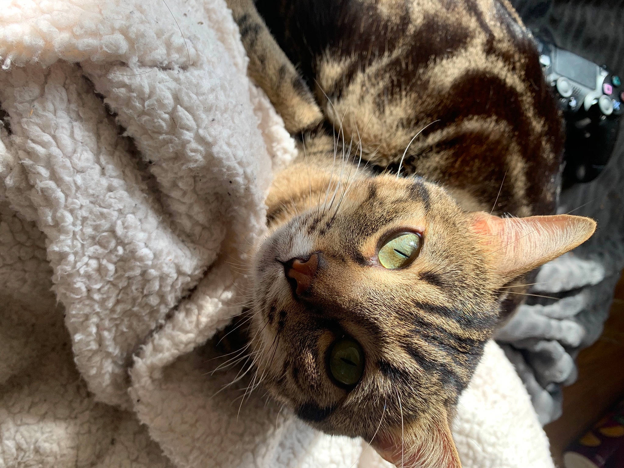 Napoléon a rejoint le concours — aidez-le/la à gagner de superbes lots ! carnivore, cat, claw, comfort, domestic_short_haired_cat, fawn, felidae, fur, paw, small_to_medium_sized_cats, snout, tail, terrestrial_animal, whiskers, wildlife, window