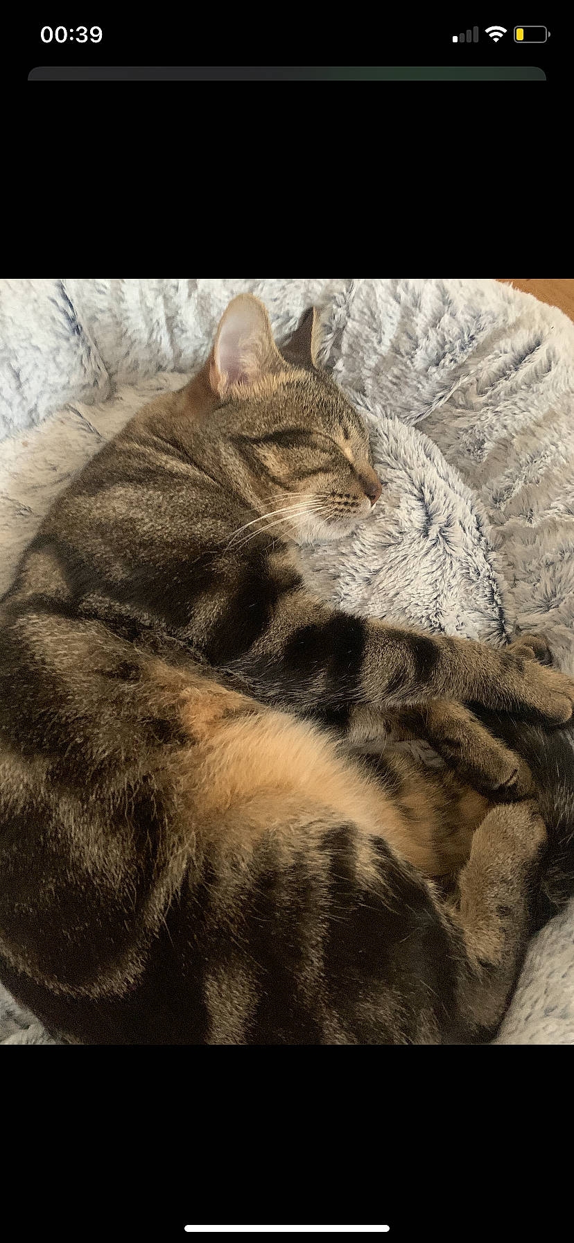 Napoléon participe au concours pour gagner de l'argent avec cette photo : carnivore, cat, claw, comfort, domestic_short_haired_cat, eye, fawn, felidae, fur, grass, nap, paw, rectangle, small_to_medium_sized_cats, snout, tail, terrestrial_animal, tree, whiskers, wildlife