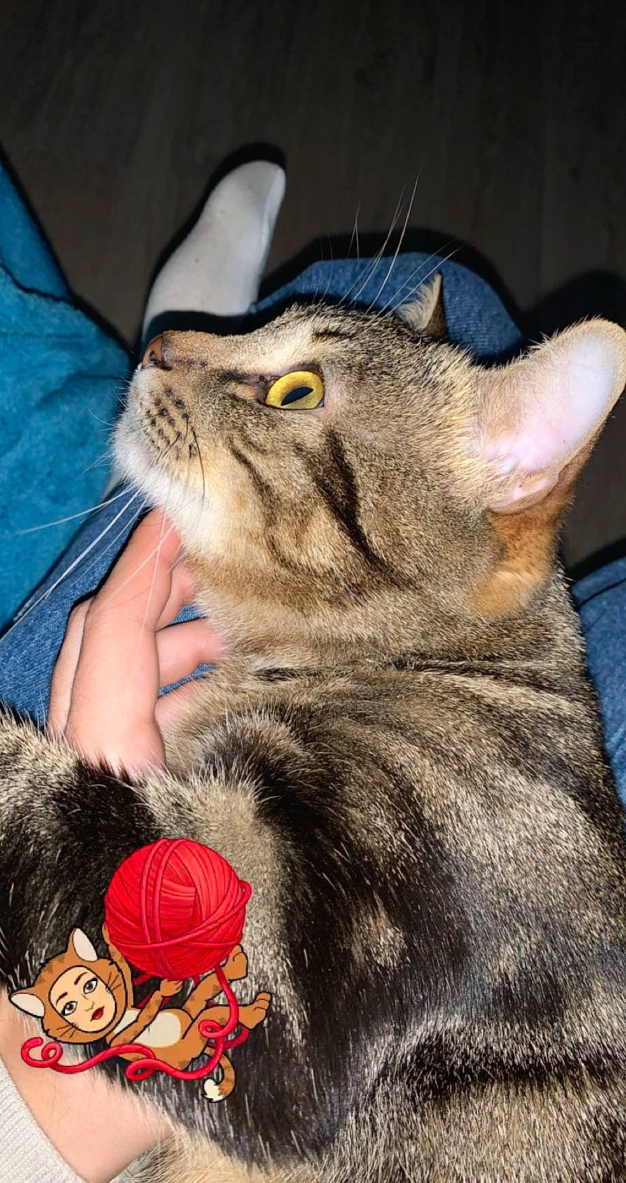 Napoléon participe au concours pour gagner de l'argent avec cette photo : carnivore, cat, claw, close_up, comfort, domestic_short_haired_cat, ear, felidae, foot, fur, gesture, mammal, nail, paw, small_to_medium_sized_cats, snout, stuffed_toy, tail, vertebrate, whiskers