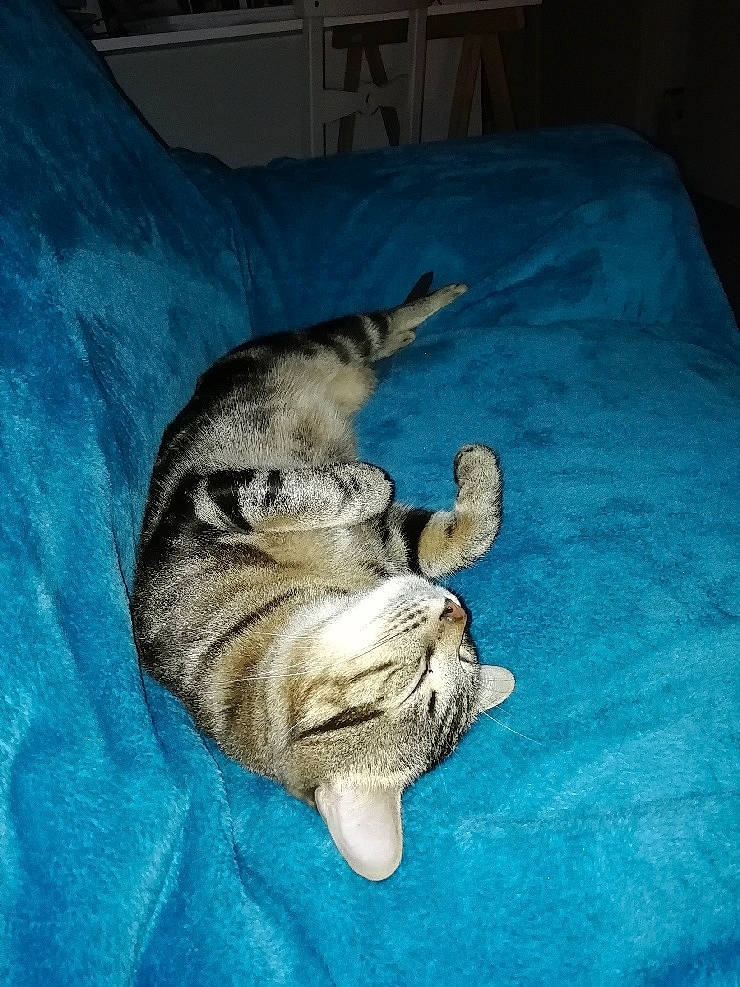 Napoléon a rejoint le concours — aidez-le/la à gagner de superbes lots ! big_cats, canidae, carnivore, claw, comfort, companion_dog, dog_breed, domestic_short_haired_cat, fawn, felidae, fur, jaw, paw, small_to_medium_sized_cats, snout, sporting_group, tail, terrestrial_animal, tiger, whiskers