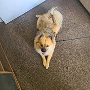 Cairo is registered to the contest to win money with this photo: dog, indoor, carpet, leash, happy, smiling, fur, tail, pet, floor, footwear, toes, sandals, brown, cozy, domestic, animal, companion, resting, cute