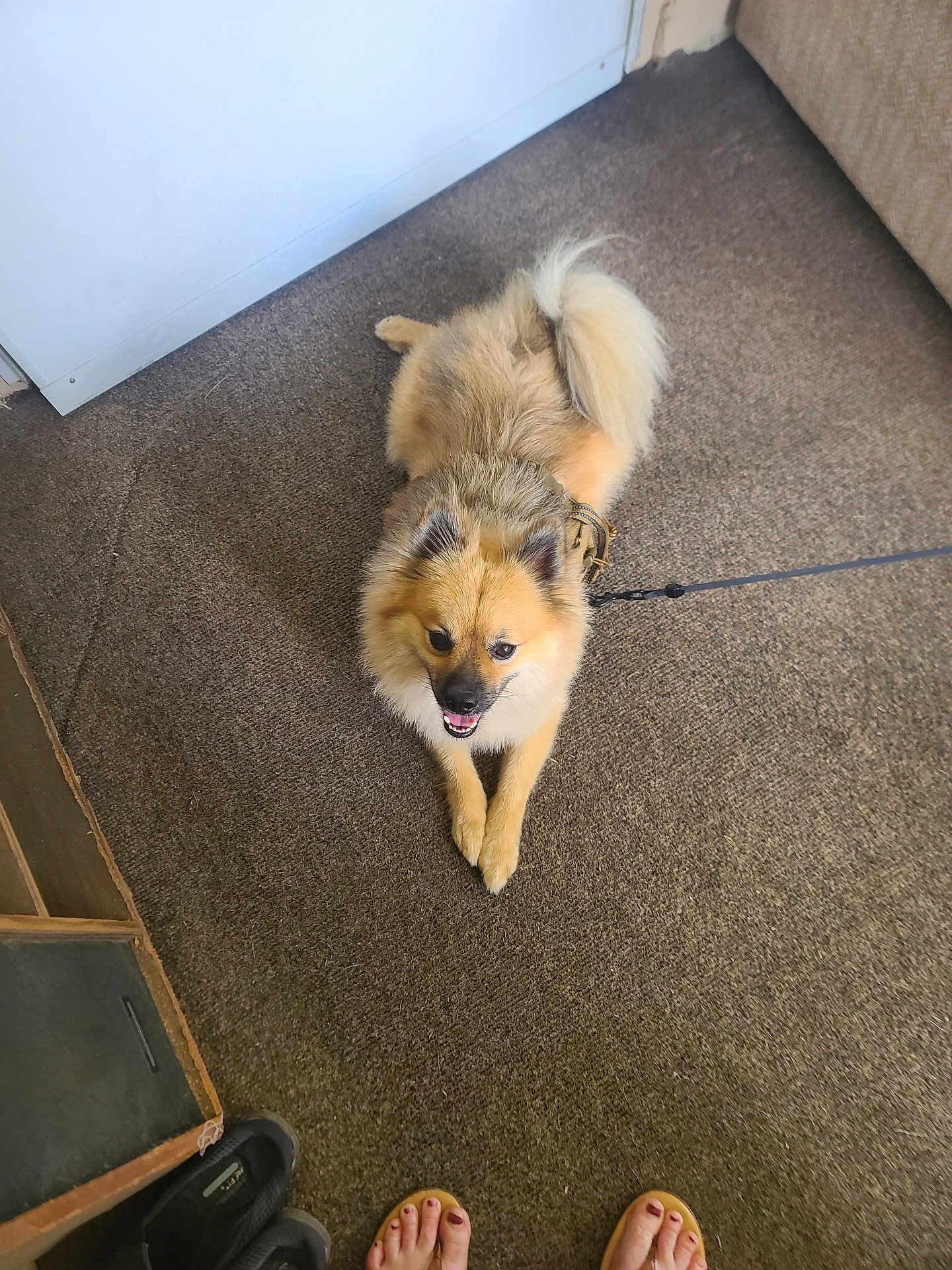 Cairo is registered to the contest to win money with this photo: dog, indoor, carpet, leash, happy, smiling, fur, tail, pet, floor, footwear, toes, sandals, brown, cozy, domestic, animal, companion, resting, cute