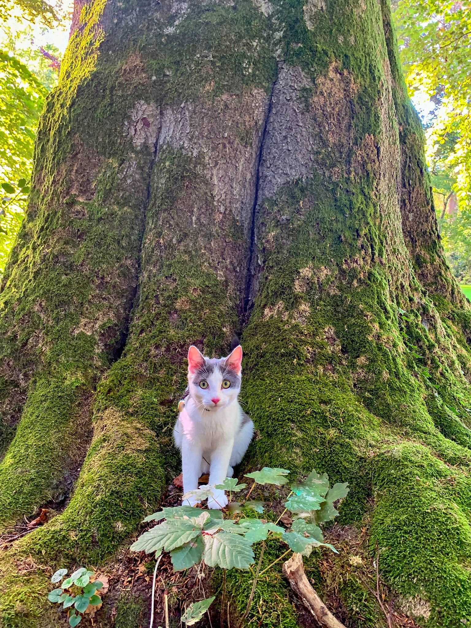 Nina participe au concours pour gagner de l'argent avec cette photo : botany, carnivore, cat, fawn, felidae, forest, grass, natural_landscape, people_in_nature, plant, shrub, small_to_medium_sized_cats, tail, terrestrial_plant, tree, trunk, vertebrate, whiskers, wood, woody_plant