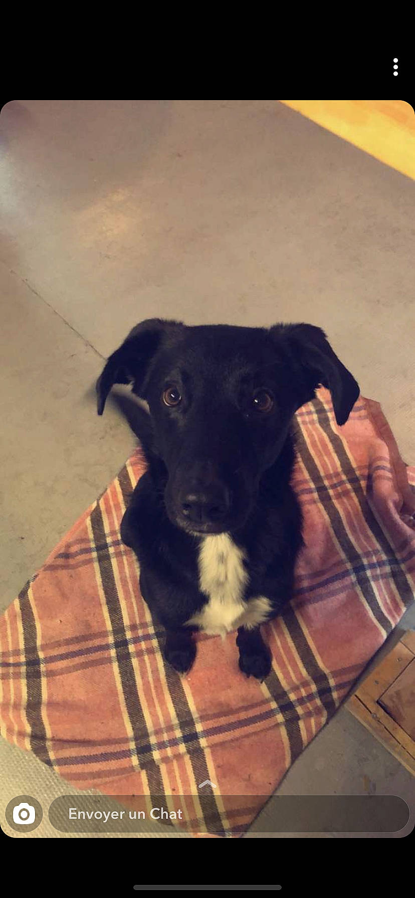 Néstor participe au concours pour gagner de l'argent avec cette photo : beagador, borador, canidae, carnivore, companion_dog, dog, dog_breed, labrador_retriever, mammal, patterdale_terrier, potcake_dog, puppy, snout, sporting_group