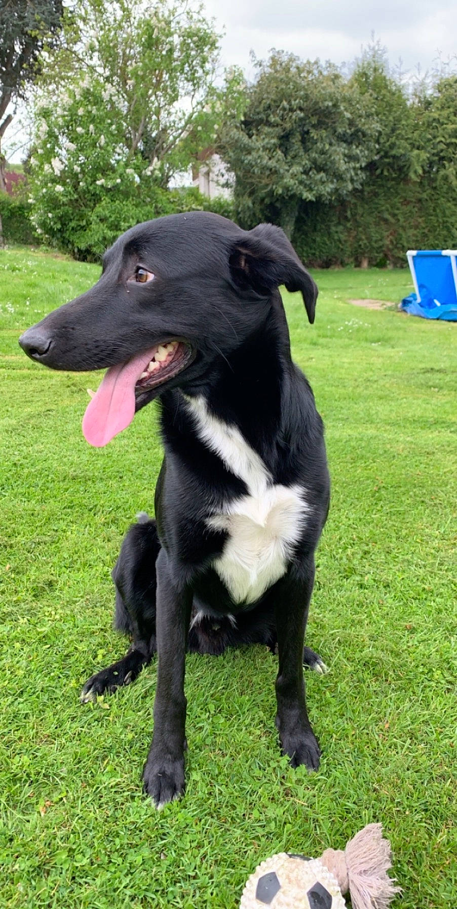 Néstor participe au concours pour gagner de l'argent avec cette photo : borador, border_collie, canidae, carnivore, companion_dog, dog, dog_breed, eurohound, gladiolus, greyhound, hunting_dog, lurcher, mammal, patterdale_terrier, rare_breed_dog, sporting_group, vertebrate