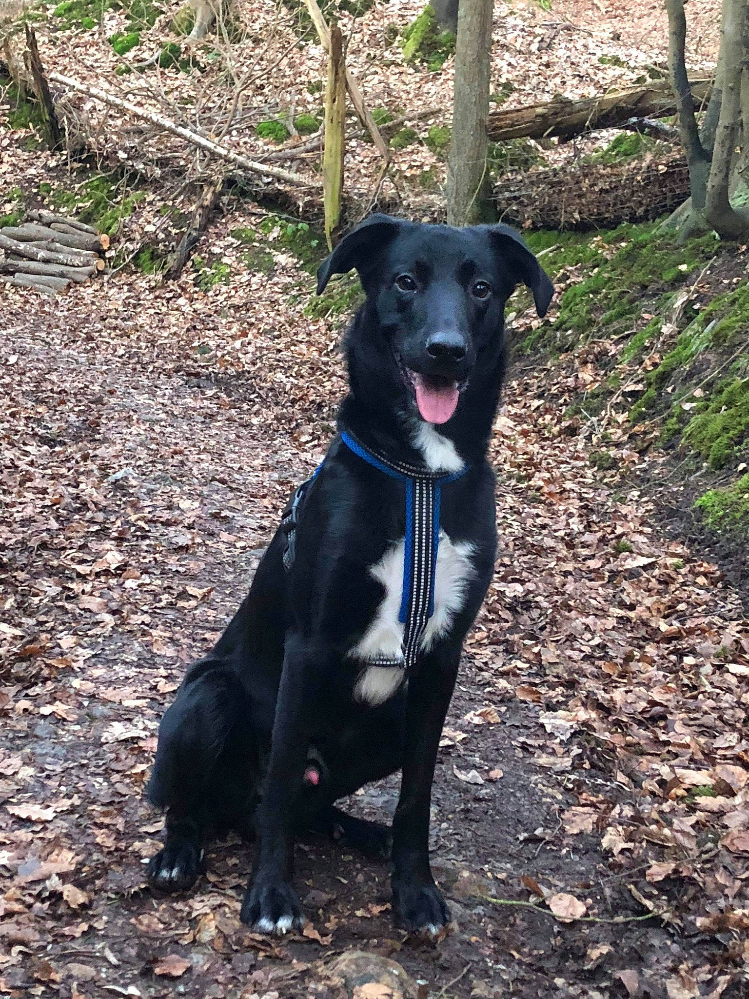 Néstor a rejoint le concours — aidez-le/la à gagner de superbes lots ! adventure, blue_lacy, borador, canidae, carnivore, dog, dog_breed, eurohound, feist, hunting_dog, mammal, mountain_cur, patterdale_terrier, plant, rare_breed_dog, snout, sporting_group