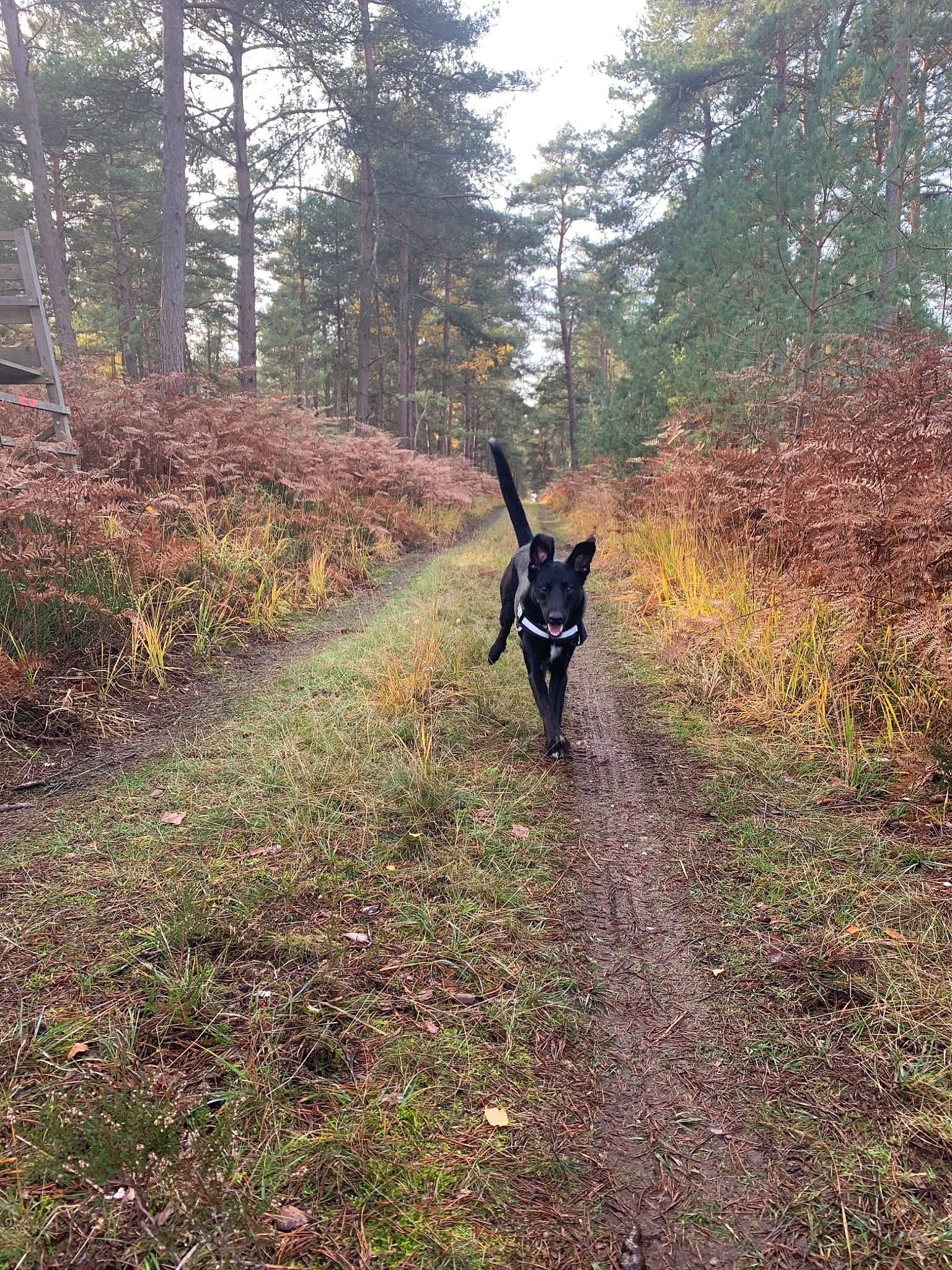 Néstor participe au concours pour gagner de l'argent avec cette photo : biome, canidae, forest, grass, old_growth_forest, plant, soil, sporting_group, trail, tree, woodland