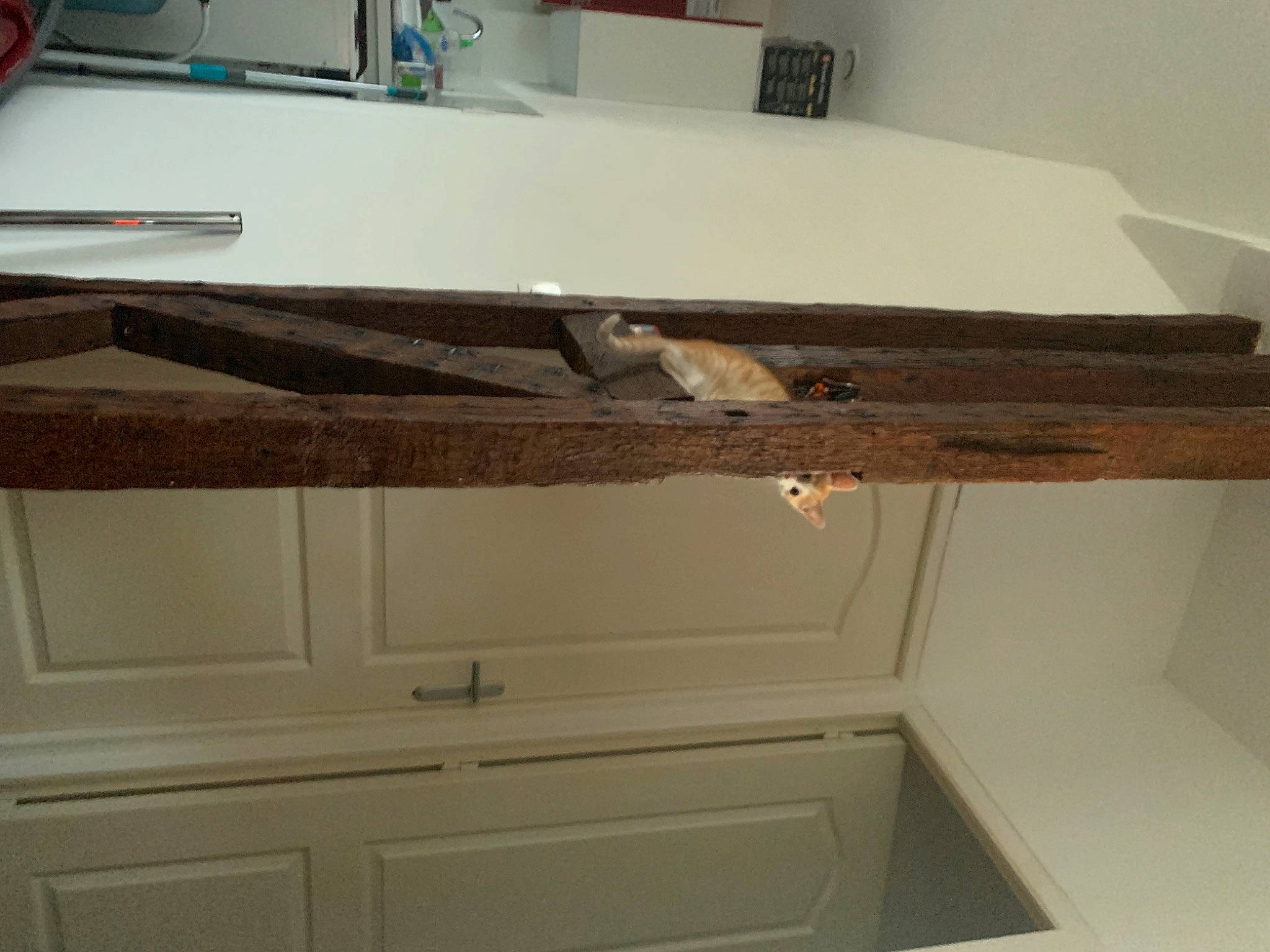 Gaston a rejoint le concours — aidez-le/la à gagner de superbes lots ! automotive_exterior, cabinetry, ceiling, countertop, drawer, floor, flooring, gas, hardwood, kitchen, lumber, plywood, rectangle, room, shelf, shelving, tableware, tool, wood, wood_stain