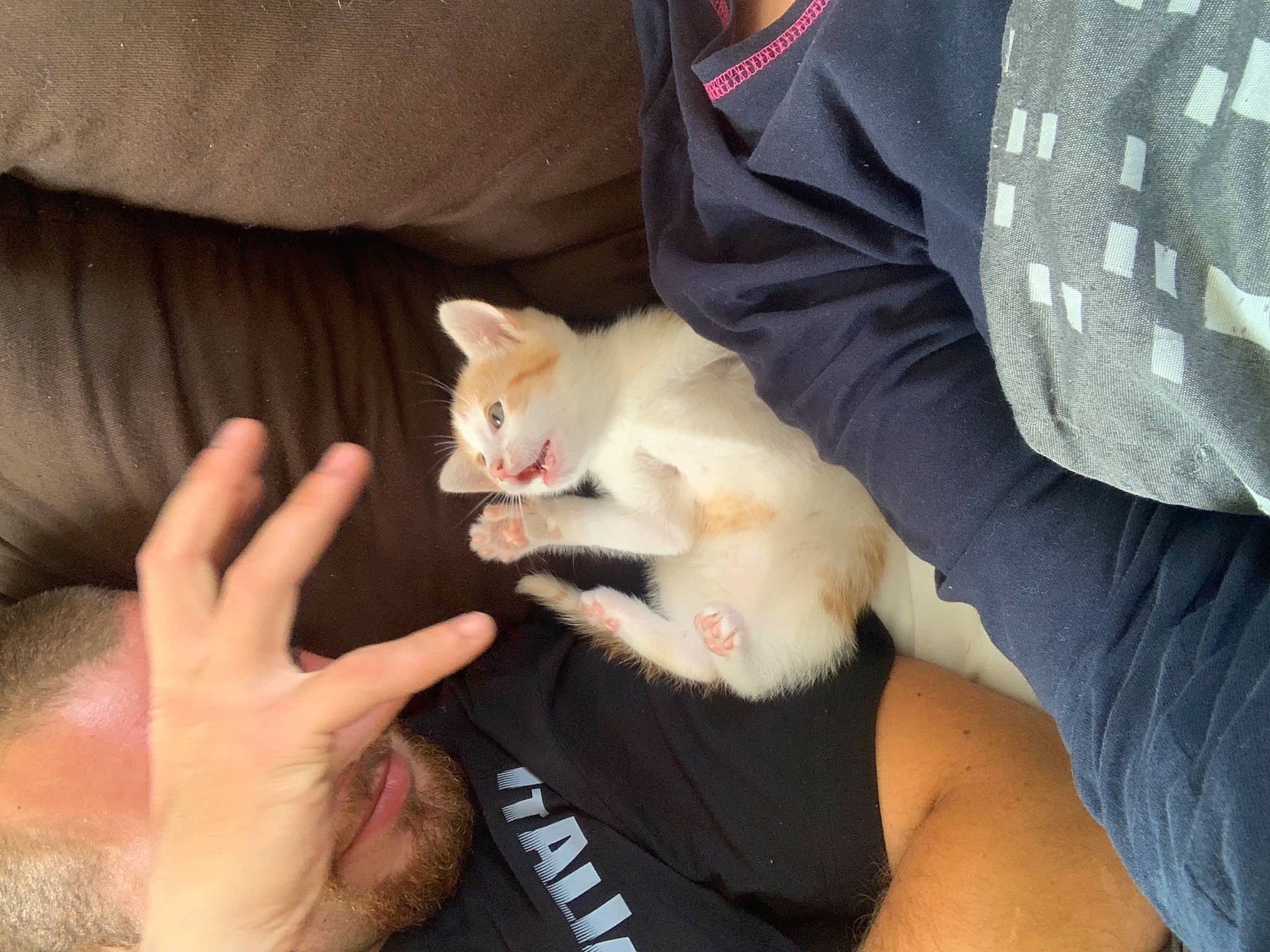 Gaston participe au concours pour gagner de l'argent avec cette photo : canidae, carnivore, cat, comfort, companion_dog, ear, elbow, fawn, felidae, finger, fur, gesture, hand, nail, sleeve, small_to_medium_sized_cats, t_shirt, thumb, whiskers, wrist