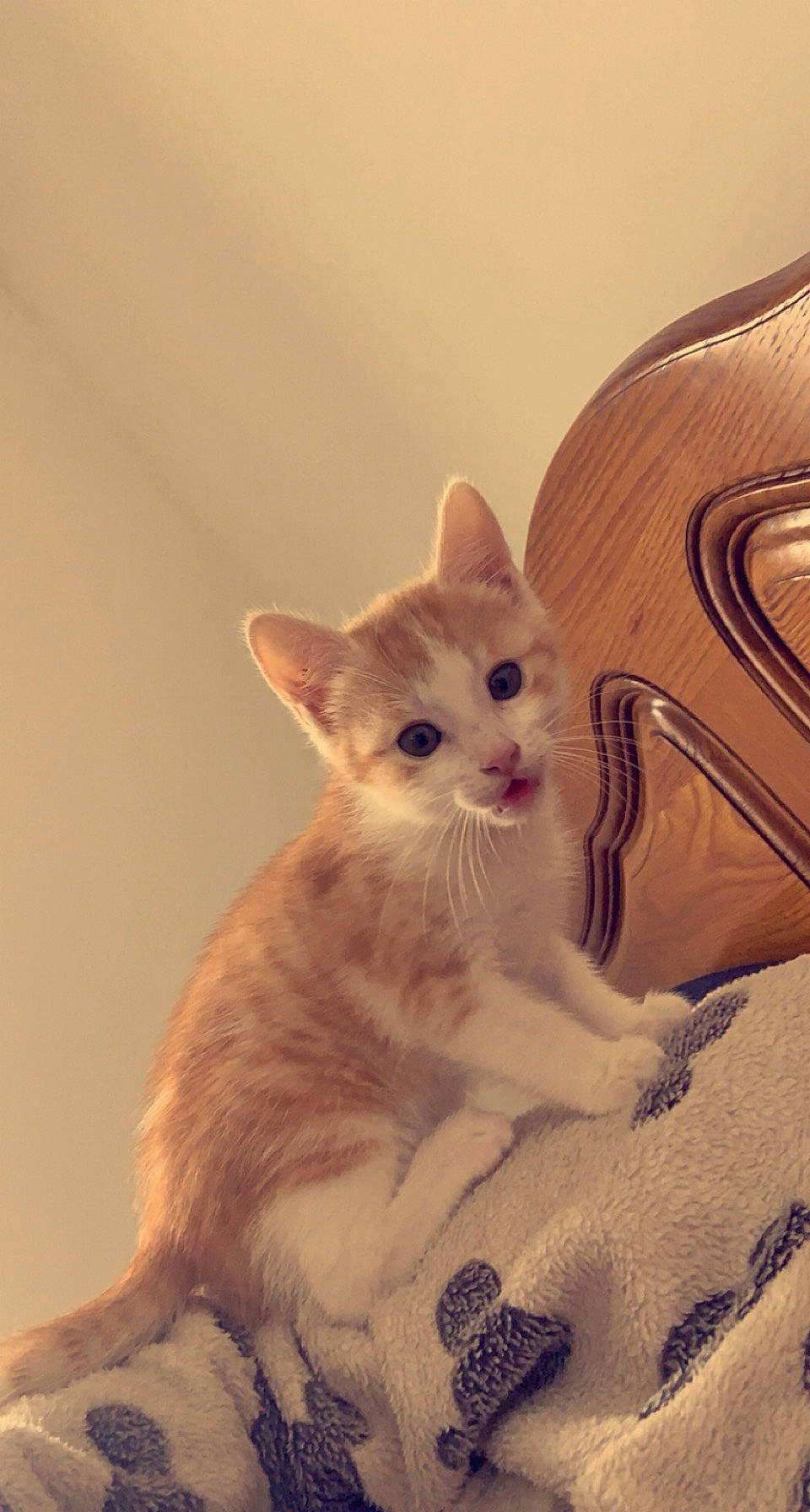 Gaston participe au concours pour gagner de l'argent avec cette photo : bed, carnivore, cat, comfort, domestic_short_haired_cat, ear, fawn, felidae, fur, paw, sitting, small_to_medium_sized_cats, snout, tail, whiskers, window, wood