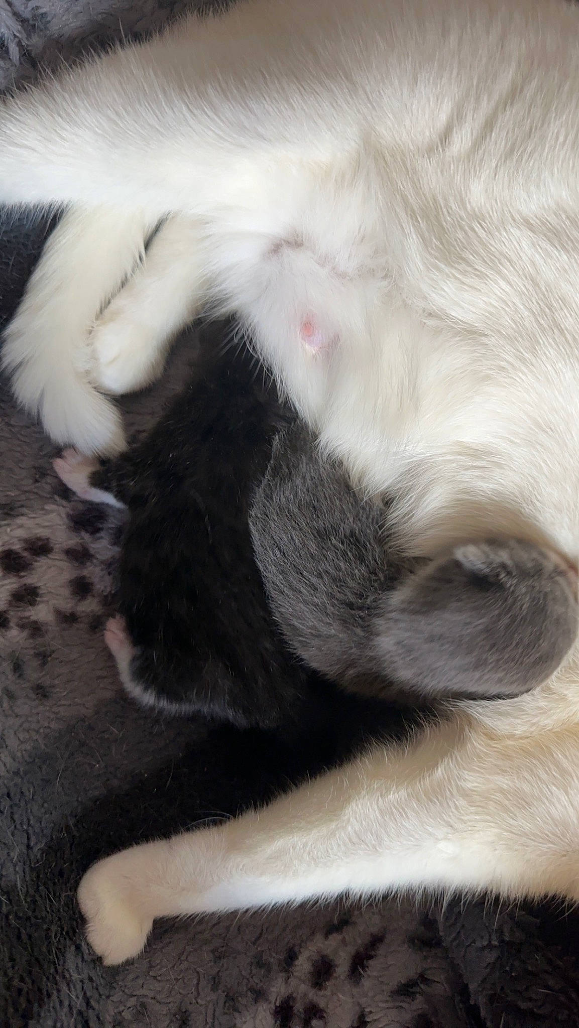 Blue joined the competition — help win amazing prizes! carnivore, cat, claw, comfort, dog_breed, felidae, fur, nap, paw, sleep, small_to_medium_sized_cats, snout, sporting_group, tail, terrestrial_animal, whiskers