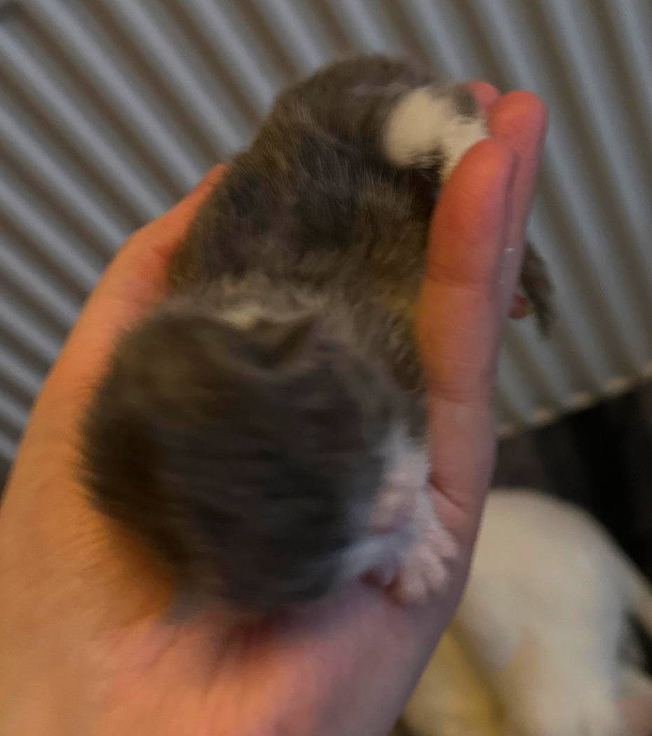 Blue joined the competition — help win amazing prizes! canidae, carnivore, cat, claw, companion_dog, dog_breed, domestic_short_haired_cat, fawn, felidae, finger, fur, paw, rodent, small_to_medium_sized_cats, snout, sporting_group, tail, terrestrial_animal, whiskers, wildlife