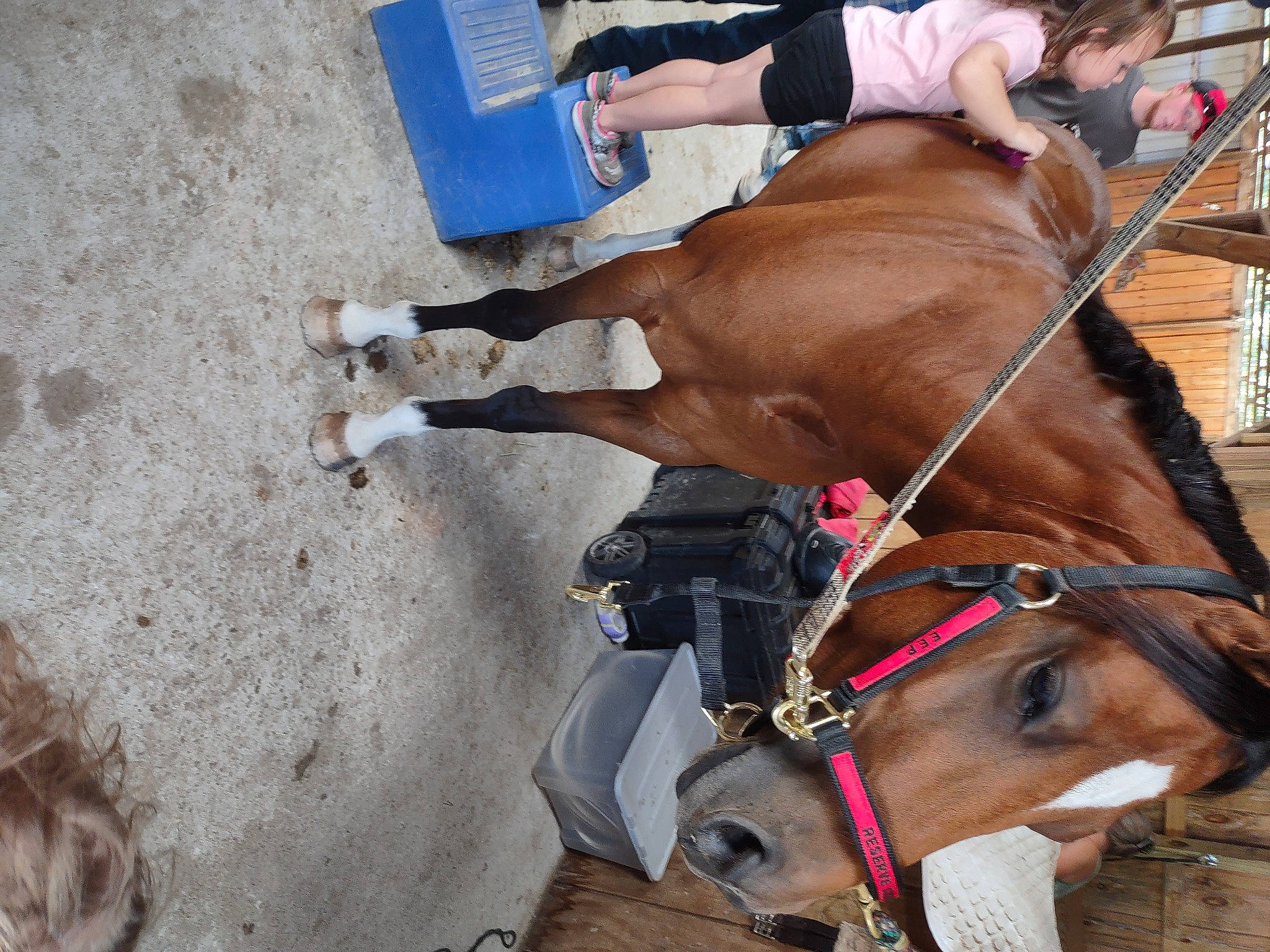 Sophia is registered to the contest to win money with this photo: bit, bridle, collar, fawn, helmet, horse, horse_supplies, horse_tack, leash, liver, mane, mare, pack_animal, person, pet_supply, recreation, rein, saddle, snout, sorrel