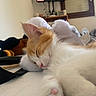 kitten, cat, sleeping, orange, white, fur, plush_toy, indoors, window, shelf, cozy, resting, cute, animal, pet, soft, peaceful, closeup, whiskers, pink_nose