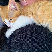 Namy participe au concours pour gagner de l'argent avec cette photo : kitten, cat, orange_cat, white_cat, sleeping, fur, pet, animal, cute, cozy, resting, shoulder, human, black_clothing, closeup, indoor, domestic_animal, young_cat, comfort, relaxation