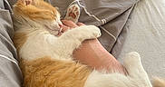 Namy a rejoint le concours — aidez-le/la à gagner de superbes lots ! animal, bed, blanket, cat, comfort, cozy, cute, fur, ginger_cat, hugging, human_arm, indoor, kitten, paw, pet, relaxation, rest, sleeping, soft, white_cat
