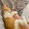 kitten, cat, sleeping, hugging, human_arm, bed, blanket, ginger_cat, white_cat, pet, fur, cozy, rest, comfort, indoor, cute, animal, paw, relaxation, soft
