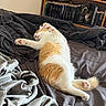 Namy participe au concours pour gagner de l'argent avec cette photo : animal, bed, blanket, books, bookshelf, cat, cozy, cute, domestic_cat, fur, furniture, home, indoor, orange_and_white, paw_pads, pet, relaxing, resting, sleeping, stretched_paws