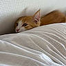 cat, kitten, orange_cat, white_pillow, cozy, indoor, curious, texture, wall, soft_fabric, pet, animal, resting, cute, young_cat, feline, home, relaxing, fur, small