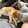 animal, bed, bedroom, cat, colorful_cloth, comfortable, cozy, cute, domestic_animal, feline, fur, indoor, orange_and_white, pet, pillow, relaxing, resting, sleeping, soft, stuffed_animal