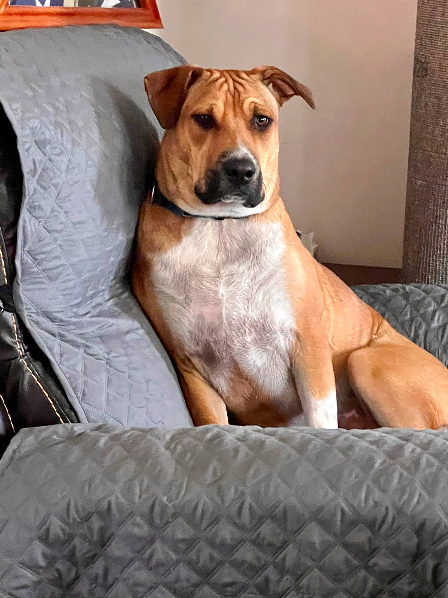 Coy joined the competition — help win amazing prizes! canidae, carnivore, collar, comfort, companion_dog, couch, dog, dog_breed, dog_collar, dog_supply, fawn, linens, paw, snout, sporting_group, tail, whiskers, window, working_animal, working_dog