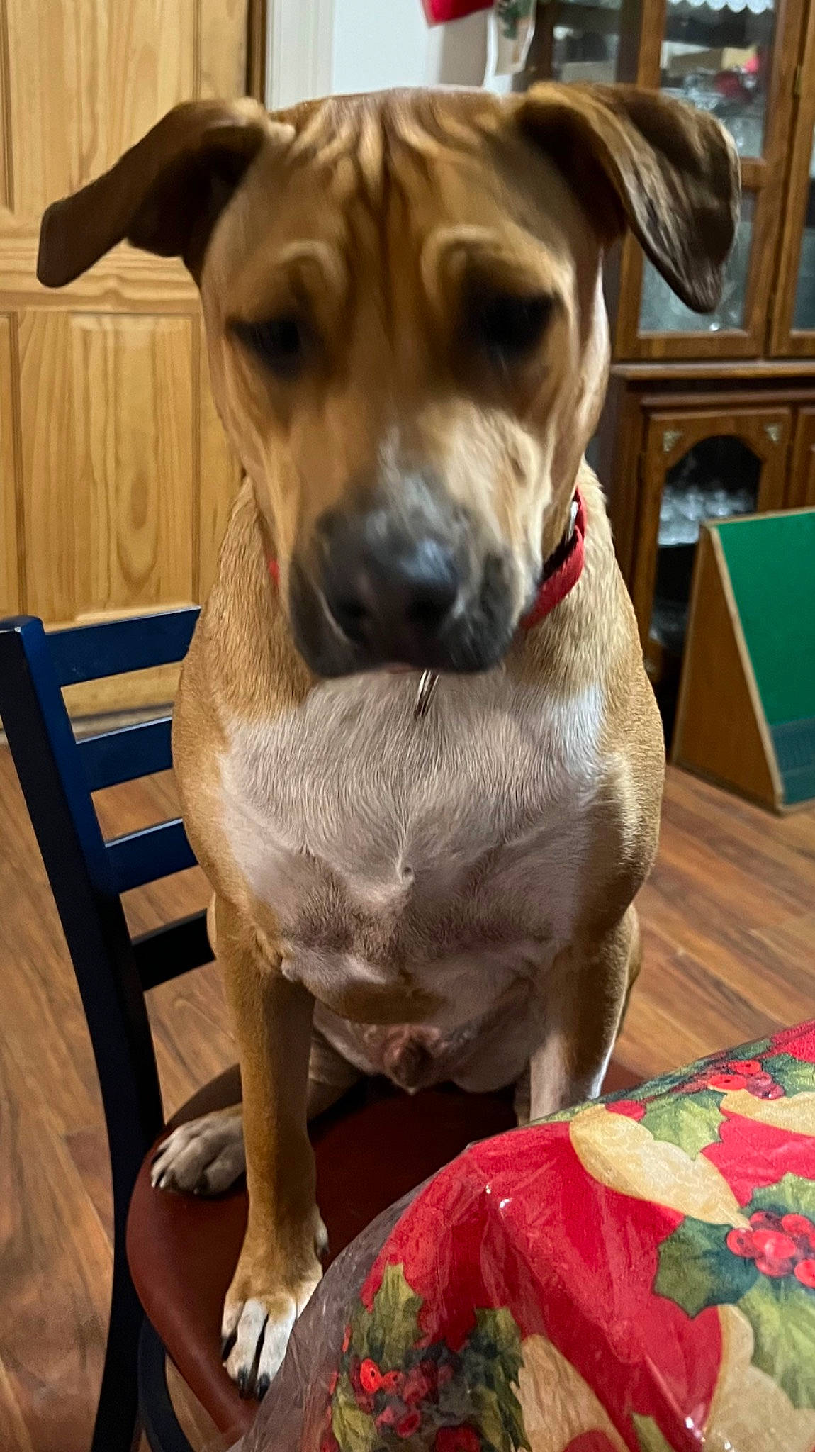 Coy joined the competition — help win amazing prizes! carnivore, chair, collar, companion_dog, dog, dog_breed, dog_clothes, dog_collar, dog_supply, fawn, flooring, fur, guard_dog, hardwood, pet_supply, snout, sporting_group, whiskers, wood, working_animal