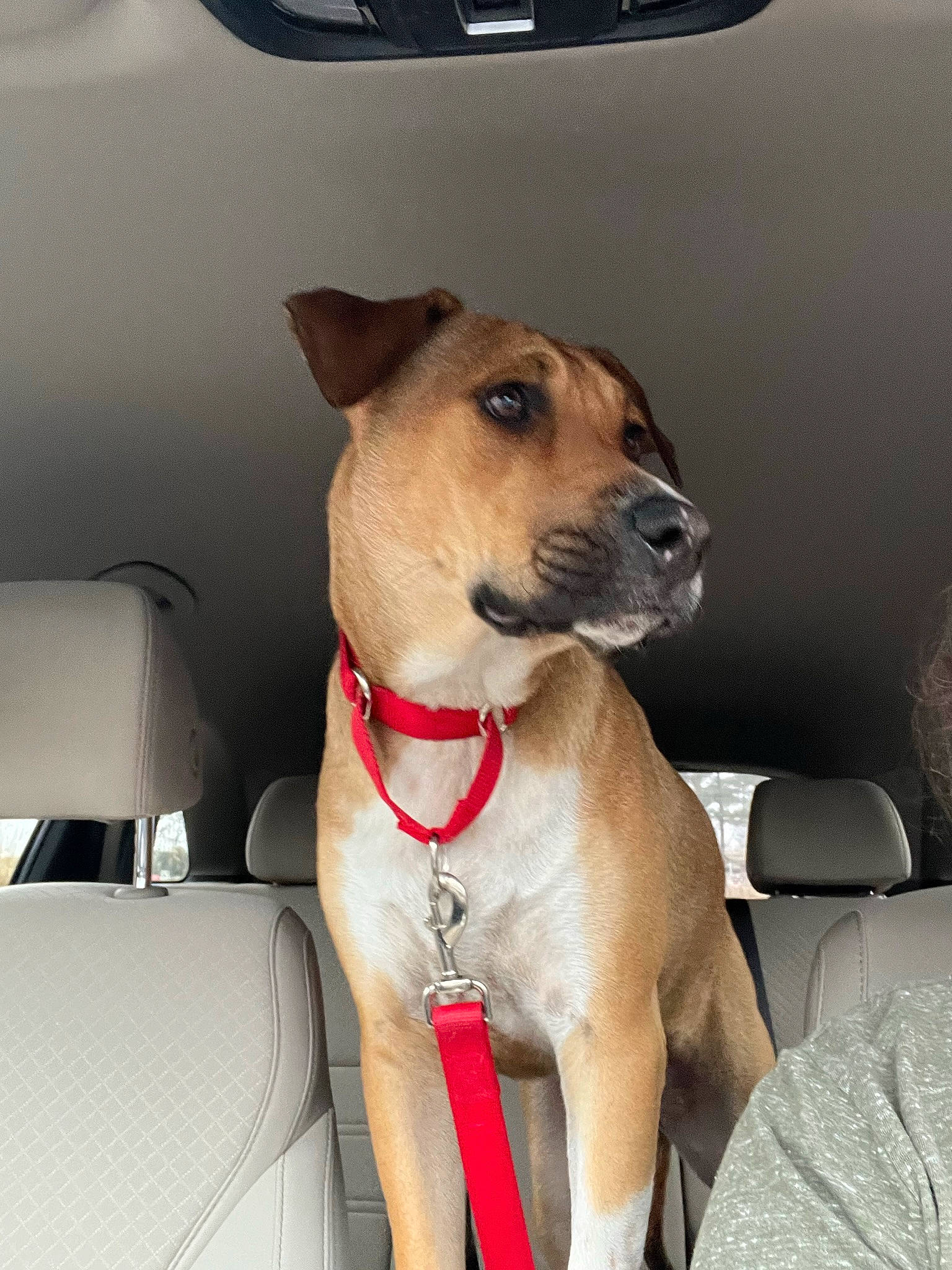 Coy is registered to the contest to win money with this photo: auto_part, carnivore, chair, collar, comfort, companion_dog, dog, dog_breed, dog_collar, dog_supply, door, fawn, leash, pet_supply, rampur_greyhound, sighthound, sporting_group, terrier, whiskers, working_animal