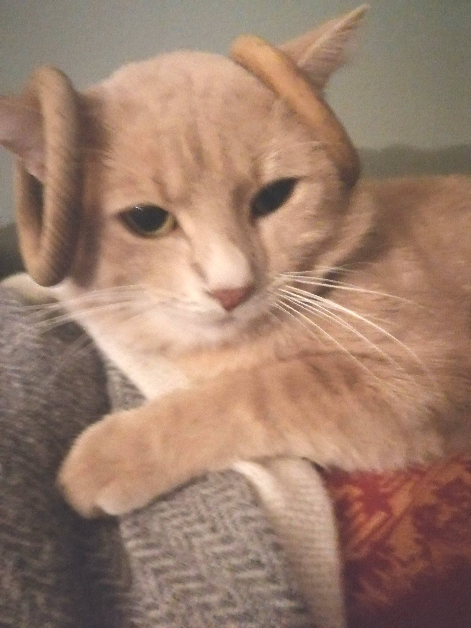 Charly a rejoint le concours — aidez-le/la à gagner de superbes lots ! arabian_mau, asian, burmilla, carnivore, cat, colorpoint_shorthair, domestic_short_haired_cat, ear, fawn, felidae, javanese, kitten, mammal, oriental_longhair, oriental_shorthair, singapura, small_to_medium_sized_cats, snout, vertebrate, whiskers