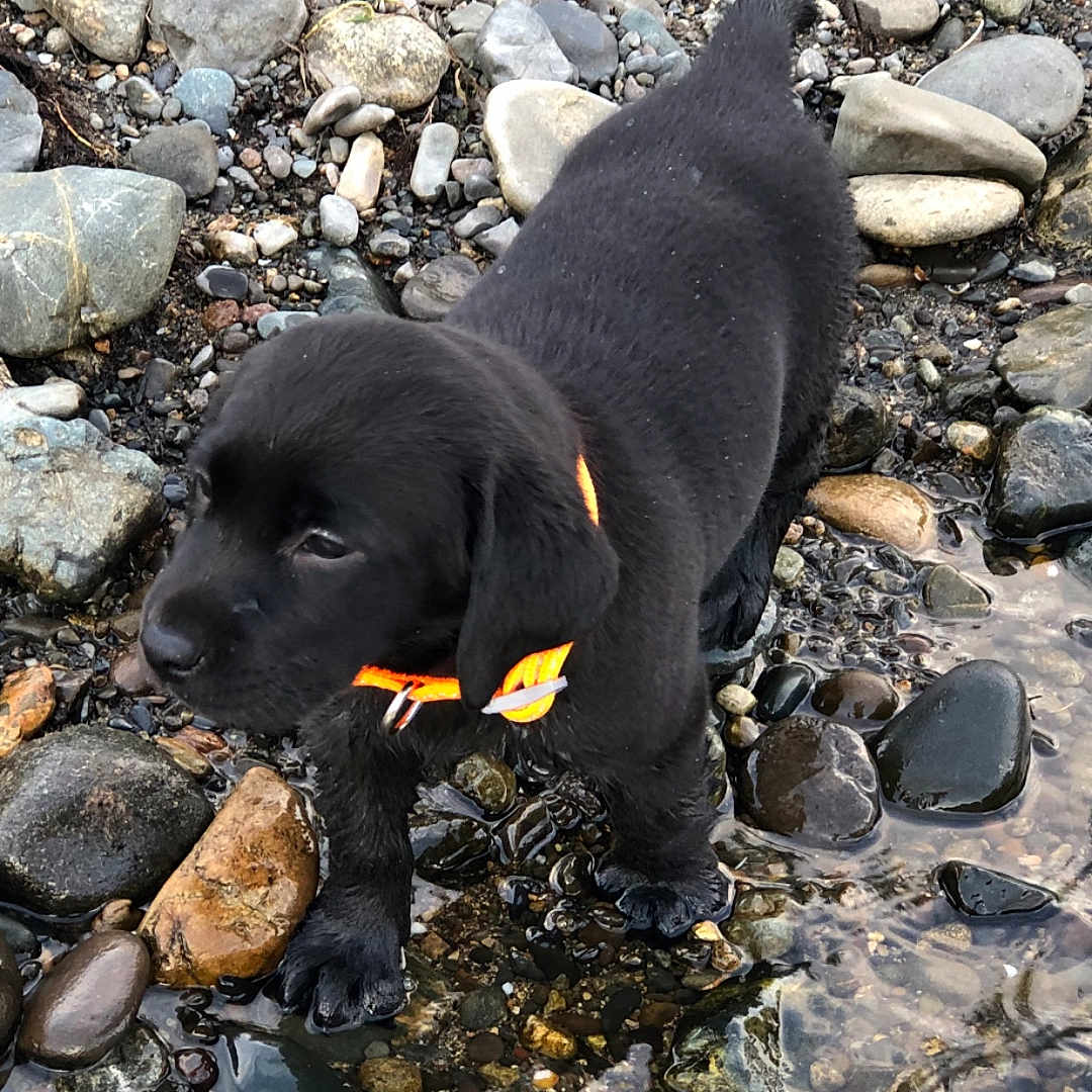 Winnie is registered to the contest to win money with this photo: animal, ball, canine, creek, dog, hound, labradorretriever, nature, outdoors, pebble, pet, pond, puppy, road, rock, rubble, slate, soil, stream, water
