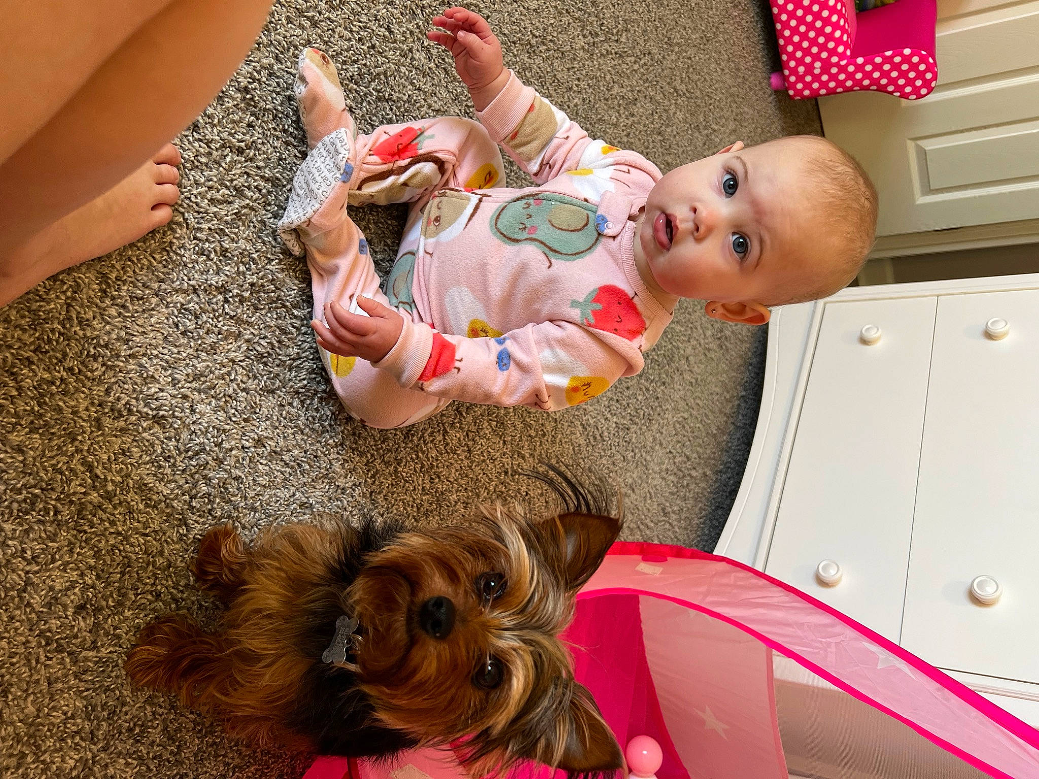 Oaklynn is registered to the contest to win money with this photo: baby, baby_toddler_clothing, cabinetry, carnivore, chest_of_drawers, child, comfort, companion_dog, dog, dog_breed, dog_supply, drawer, liver, person, room, snout, surprise, toddler, toy, toy_dog
