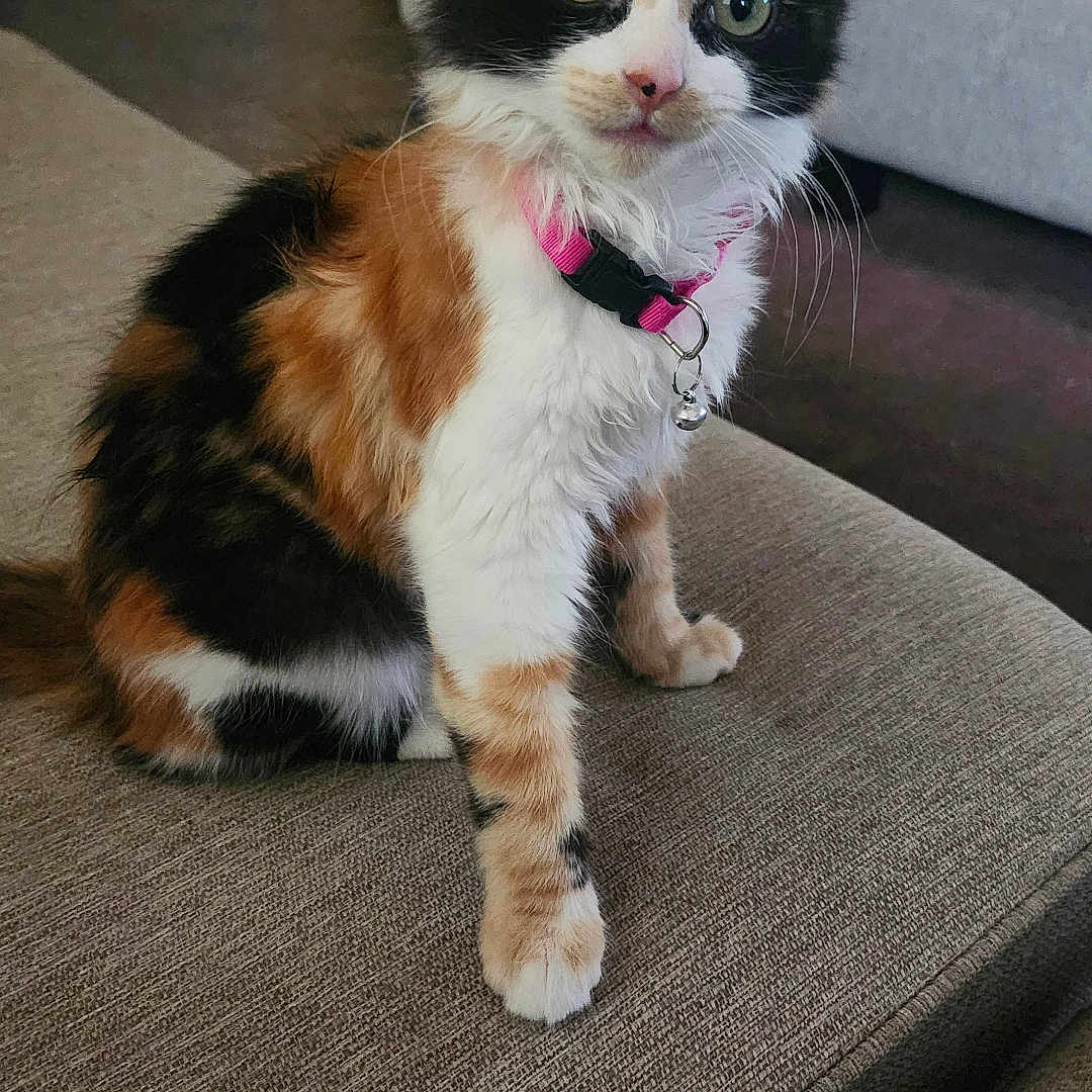 Phoebe joined the competition — help win amazing prizes! accessories, animal, architecture, building, cat, chair, couch, cushion, formalwear, furniture, homedecor, indoors, interiordesign, kitten, livingroom, manx, pet, room, strap, tie