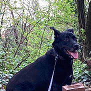 Casper is registered to the contest to win money with this photo: dog, black_dog, leash, forest, trees, greenery, outdoor, nature, happy, sitting, tongue_out, pet, canine, woodland, path, leaves, branches, animal, mammal, daytime