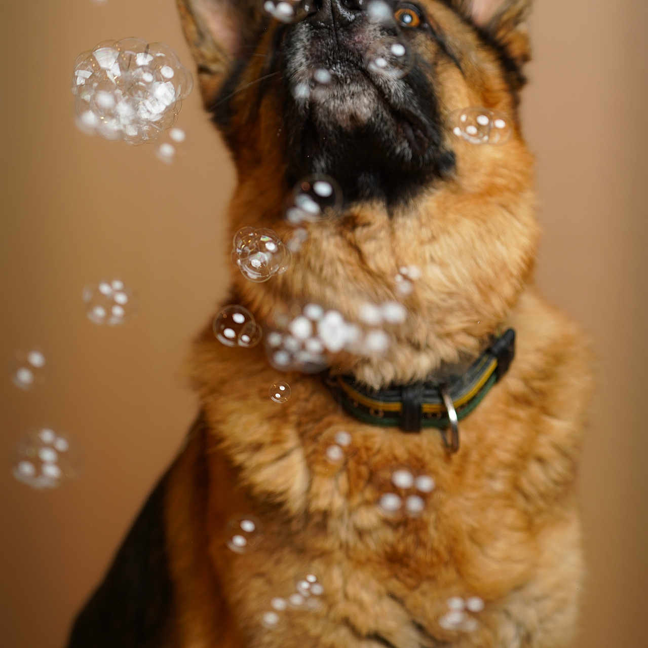 Simba a rejoint le concours — aidez-le/la à gagner de superbes lots ! animal, canine, dog, flower, germanshepherd, pet, plant, policedog, puppy, terrier