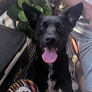 Kyro joined the competition — help win amazing prizes! dog, black_dog, tongue_out, indoor, person, plaid_pants, happy, pet, floor, plant, table, chair, white_patch, sitting, looking, animal, cute, smiling, human_arm, footwear