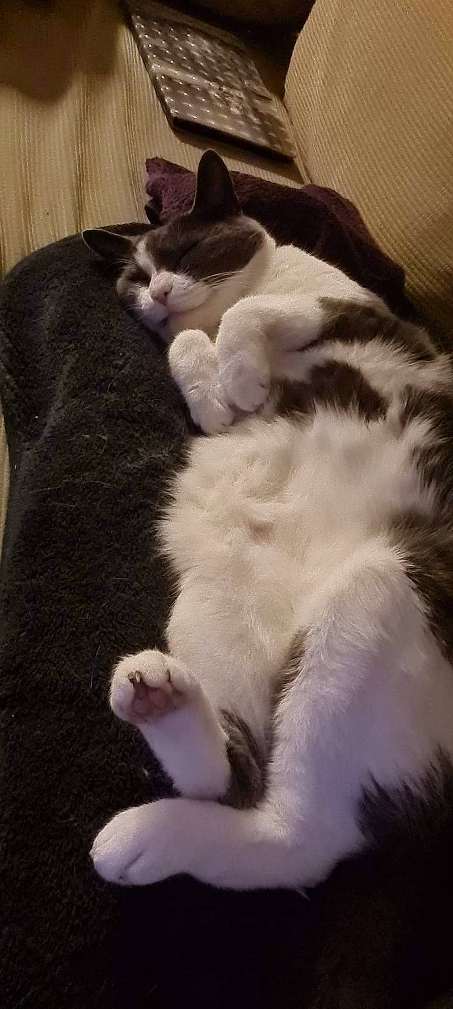 Mitzy joined the competition — help win amazing prizes! carnivore, cat, claw, comfort, companion_dog, dog_breed, domestic_short_haired_cat, felidae, fur, nap, paw, sleep, small_to_medium_sized_cats, tail, terrestrial_animal, whiskers