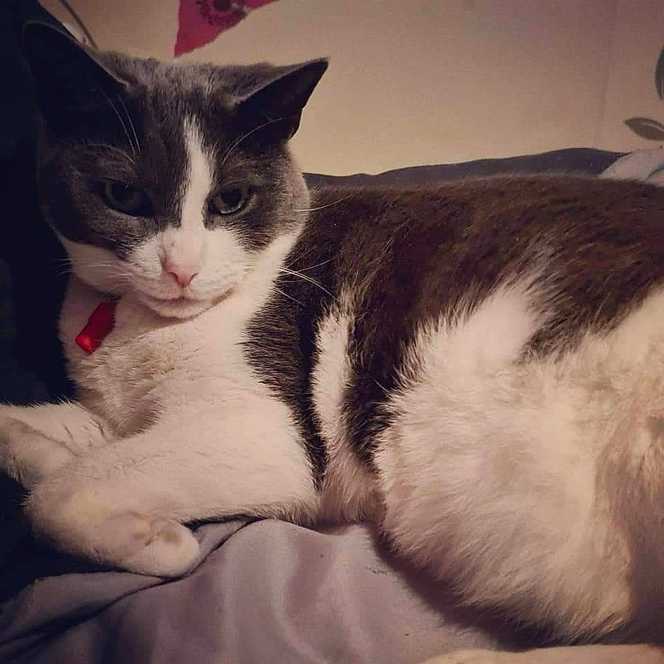 Mitzy is registered to the contest to win money with this photo: carnivore, cat, cloud, comfort, domestic_short_haired_cat, felidae, foot, fur, human_leg, lap, meteorological_phenomenon, nap, paw, sky, small_to_medium_sized_cats, snout, square, tail, whiskers