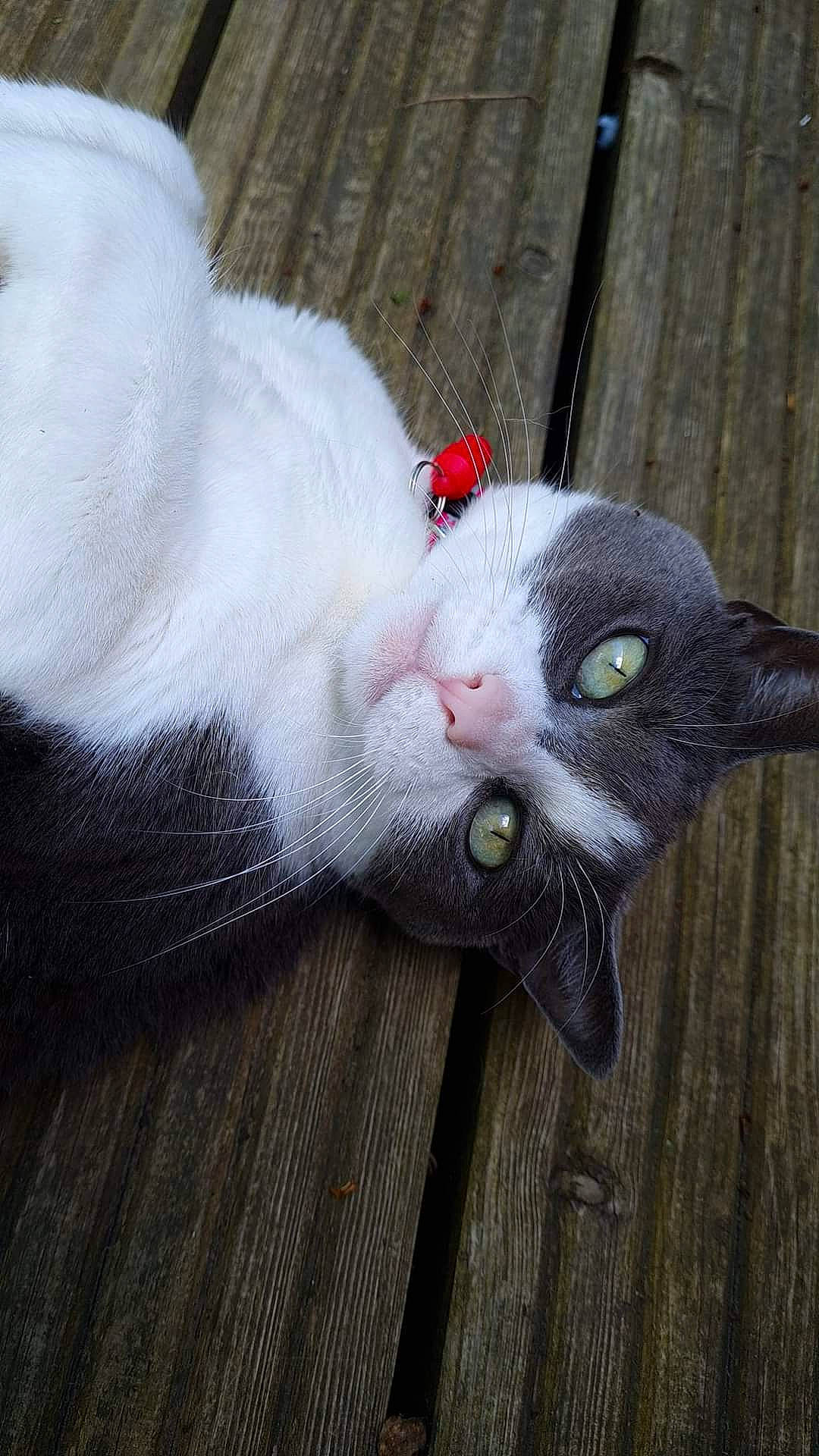 Mitzy joined the competition — help win amazing prizes! carnivore, cat, claw, domestic_short_haired_cat, fawn, felidae, fur, grey, paw, small_to_medium_sized_cats, snout, tail, whiskers, wood