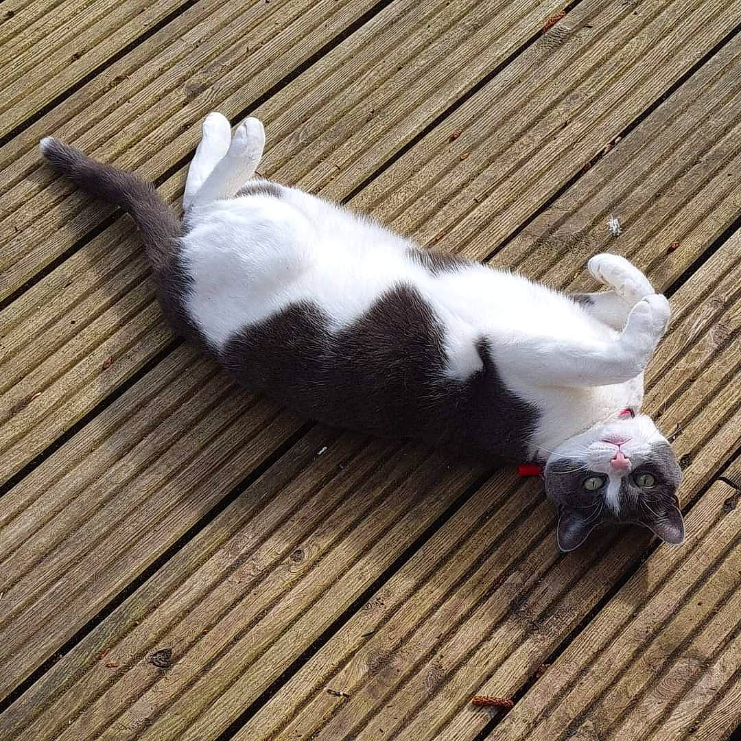 Mitzy is registered to the contest to win money with this photo: canidae, carnivore, cat, claw, companion_dog, dog_breed, domestic_short_haired_cat, felidae, floor, flooring, foot, fur, hardwood, paw, small_to_medium_sized_cats, tail, terrestrial_animal, whiskers, wood, wood_flooring