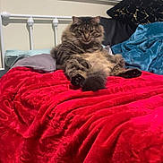 Buster joined the competition — help win amazing prizes! cat, tabby_cat, bed, blanket, red_blanket, pillow, headboard, fur, indoor, cozy, sitting, paws, tail, plush, bedroom, wall, comforter, relaxed, pet, fluffy
