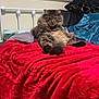 cat, tabby_cat, bed, blanket, red_blanket, pillow, headboard, fur, indoor, cozy, sitting, paws, tail, plush, bedroom, wall, comforter, relaxed, pet, fluffy