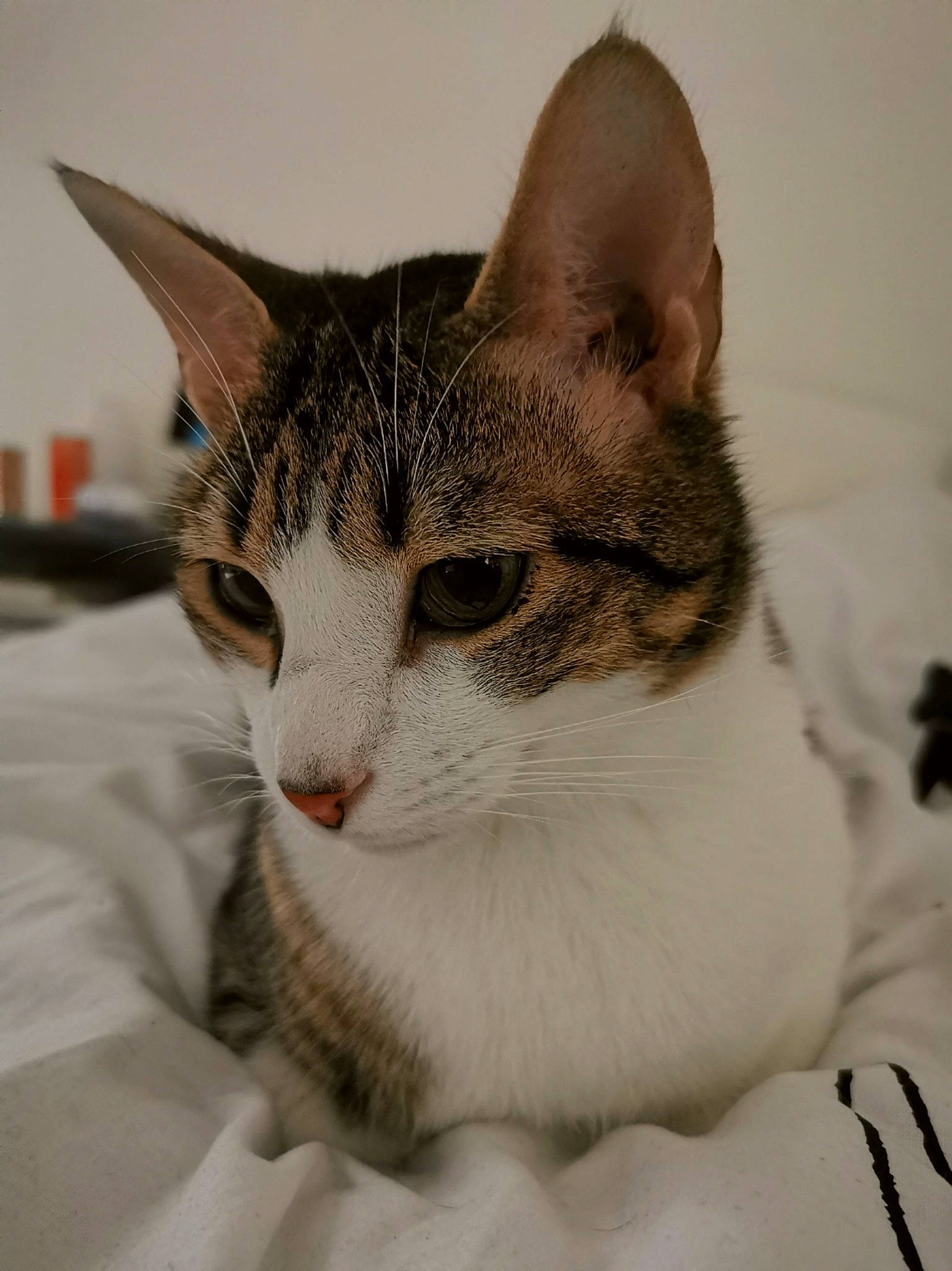 Tesla participe au concours pour gagner de l'argent avec cette photo : carnivore, cat, comfort, domestic_short_haired_cat, eye, felidae, fur, head, human_body, paw, pet_supply, small_to_medium_sized_cats, snout, terrestrial_animal, whiskers, window