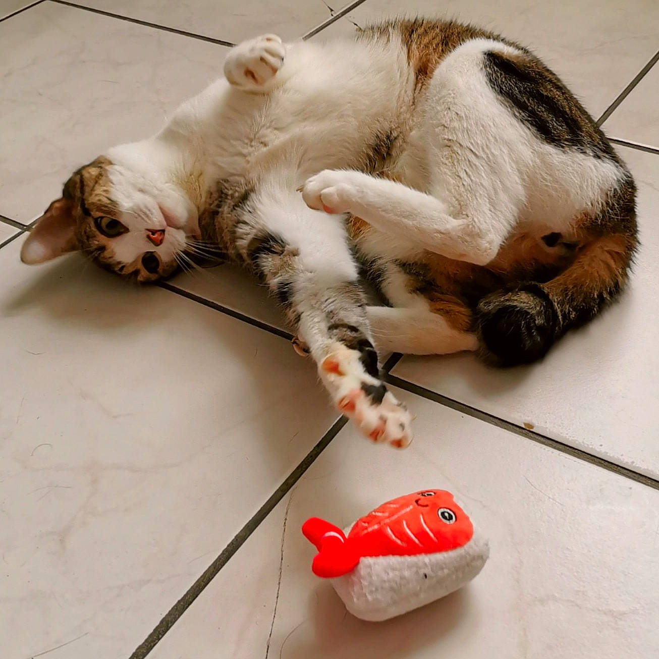 Tesla a rejoint le concours — aidez-le/la à gagner de superbes lots ! carnivore, cat, cat_toy, comfort, fawn, felidae, flooring, foot, leg, mammal, orange, paw, small_to_medium_sized_cats, snout, tail, toy, vertebrate, whiskers, white, wood