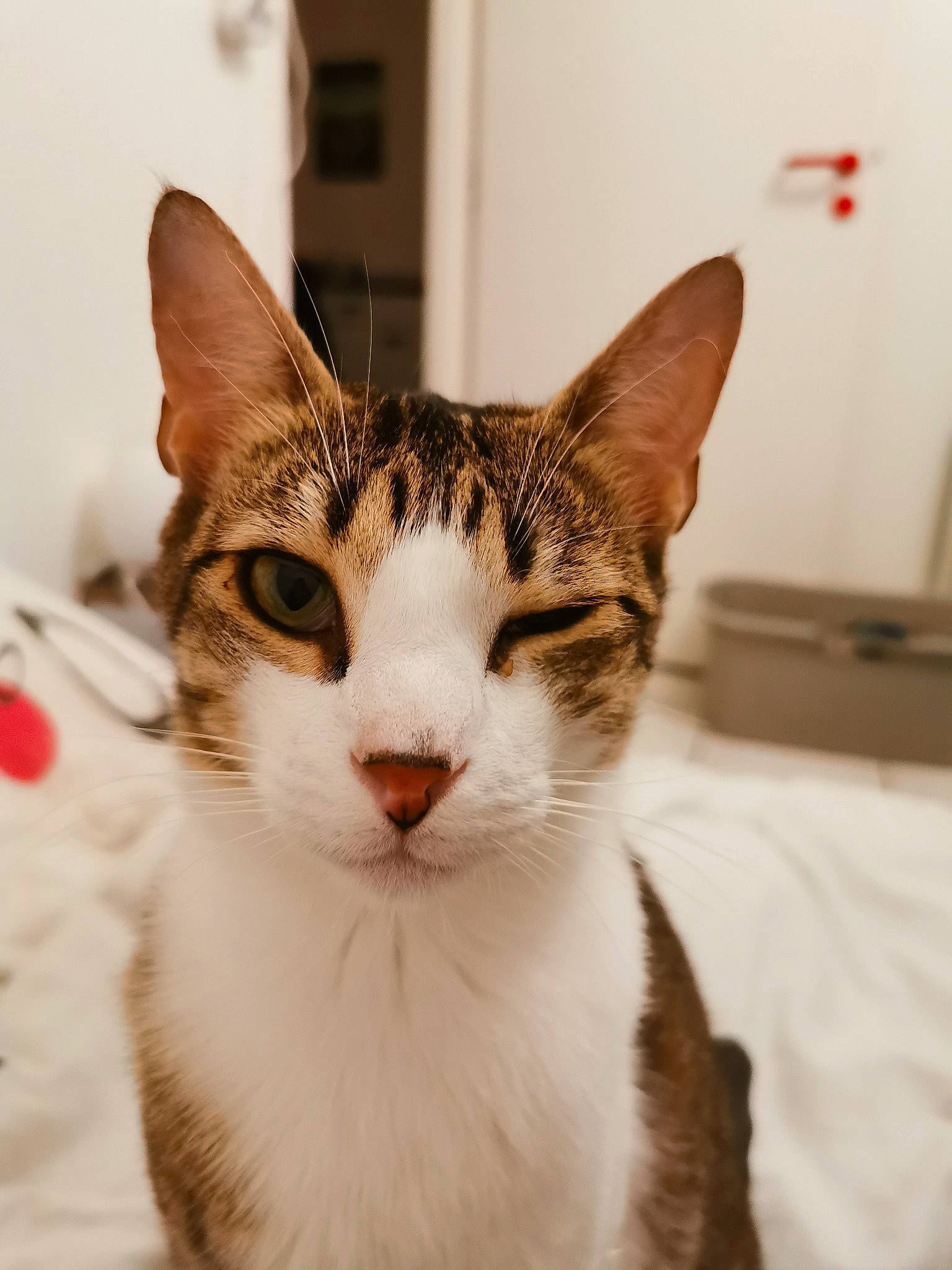Tesla a rejoint le concours — aidez-le/la à gagner de superbes lots ! carnivore, cat, domestic_short_haired_cat, felidae, fur, small_to_medium_sized_cats, snout, whiskers, window